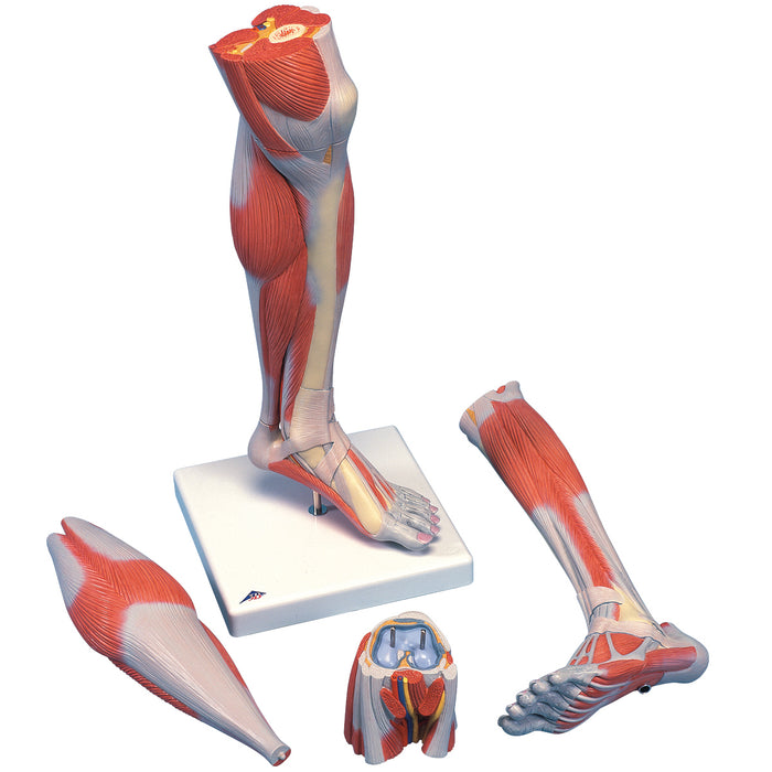 3B Scientific Anatomical Model - Lower Muscle Leg with detachable Knee, 3 part, Life Size