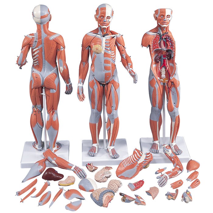 3B Scientific Anatomical Model - 1/2 Life-Size Complete Dual Sex Muscle Model, 33-part