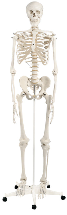 3B Scientific Anatomical Model - Full Body Skeleton Models