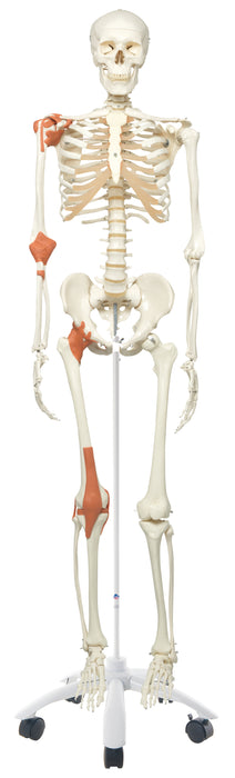 3B Scientific Anatomical Model - Full Body Skeleton Models