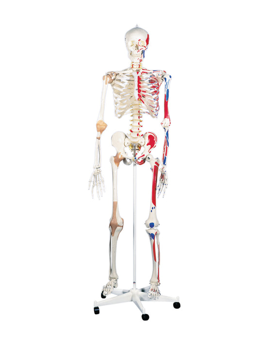 3B Scientific Anatomical Model - Full Body Skeleton Models