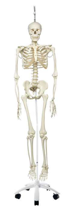 3B Scientific Anatomical Model - Full Body Skeleton Models