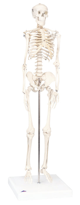 3B Scientific Anatomical Model - Full Body Skeleton Models - Shorty