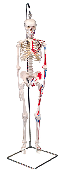 3B Scientific Anatomical Model - Full Body Skeleton Models - Shorty