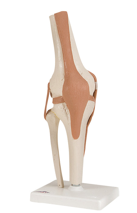 3B Scientific Anatomical Model - Joint Model - Shoulder & Knee