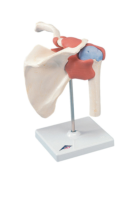 3B Scientific Anatomical Model - Joint Model - Shoulder & Knee