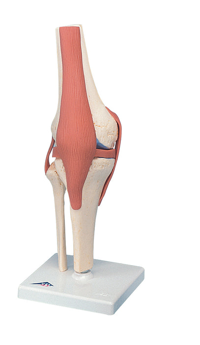 3B Scientific Anatomical Model - Joint Model - Shoulder & Knee