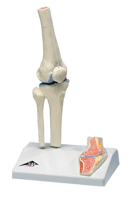 3B Scientific Anatomical Model - Joint Model - Shoulder & Knee