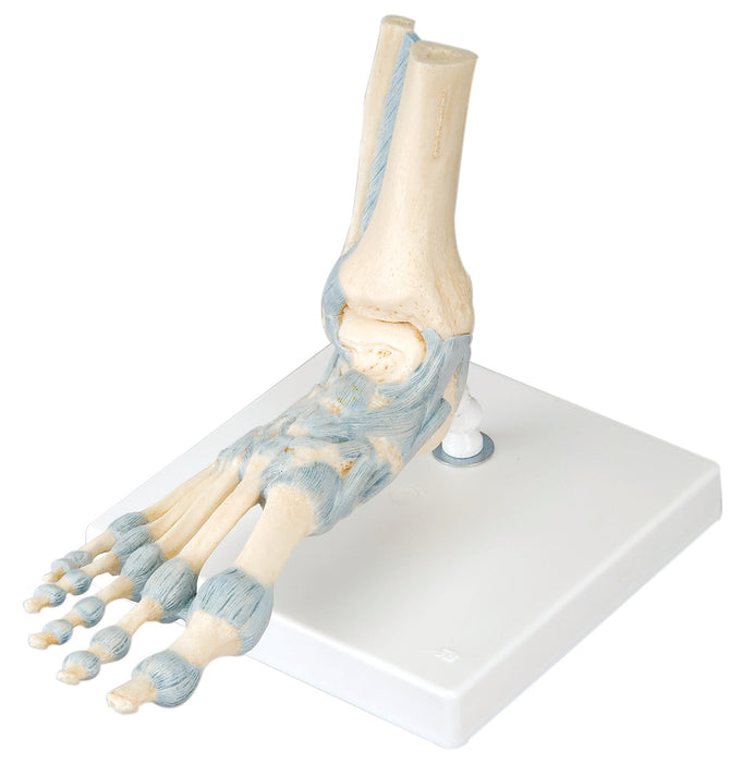 3B Scientific Anatomical Model - Foot skeleton