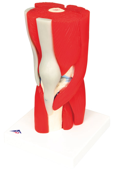 3B Scientific Anatomical Model - Joint Models