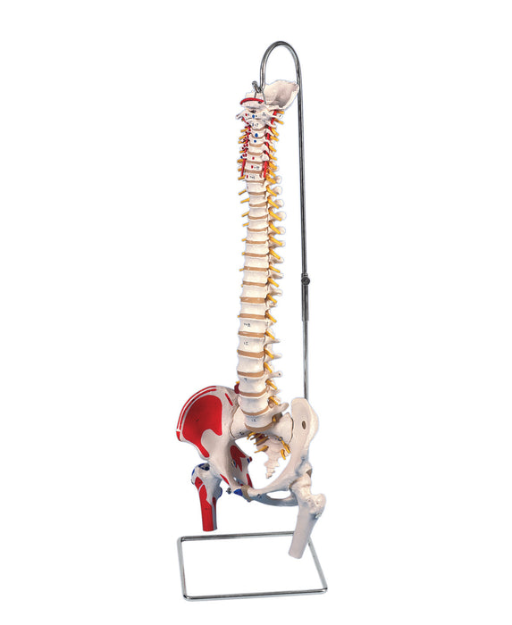 3B Scientific Anatomical Model - Classic Flexible Spine Models