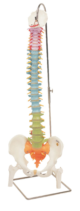 3B Scientific Anatomical Model - Flexible spine