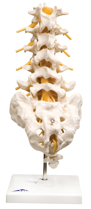 3B Scientific Anatomical Model - Spinal column