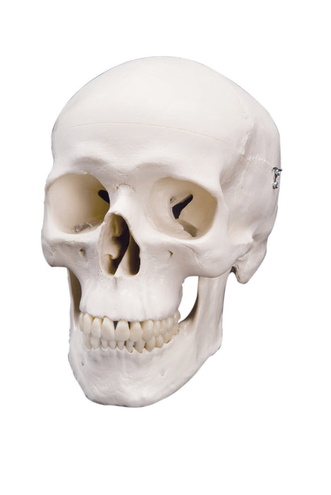 3B Scientific Anatomical Model - Skull Models