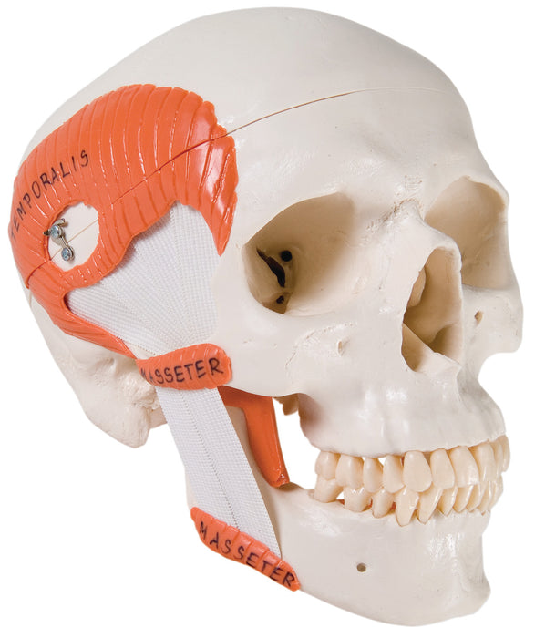 3B Scientific Anatomical Model - Skull Models