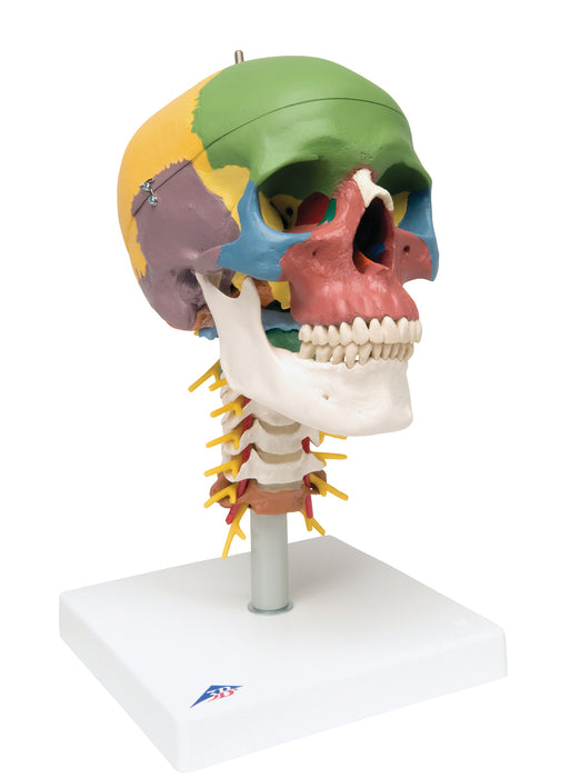 3B Scientific Anatomical Model - Skull Models