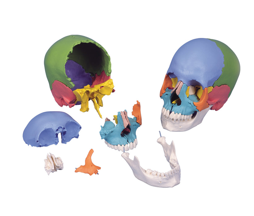 3B Scientific Anatomical Model - Skull Models