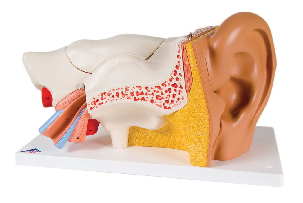 3B Scientific Anatomical Model - Ear Models