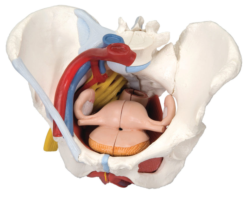 3B Scientific Anatomical Model - Pelvis Models