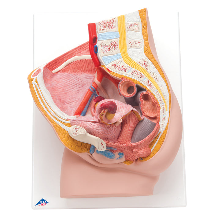 3B Scientific Anatomical Model - Pelvis Models (2-part)