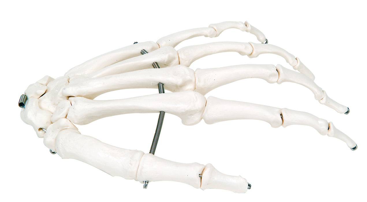 3B Scientific Anatomical Model - Loose Bone Models