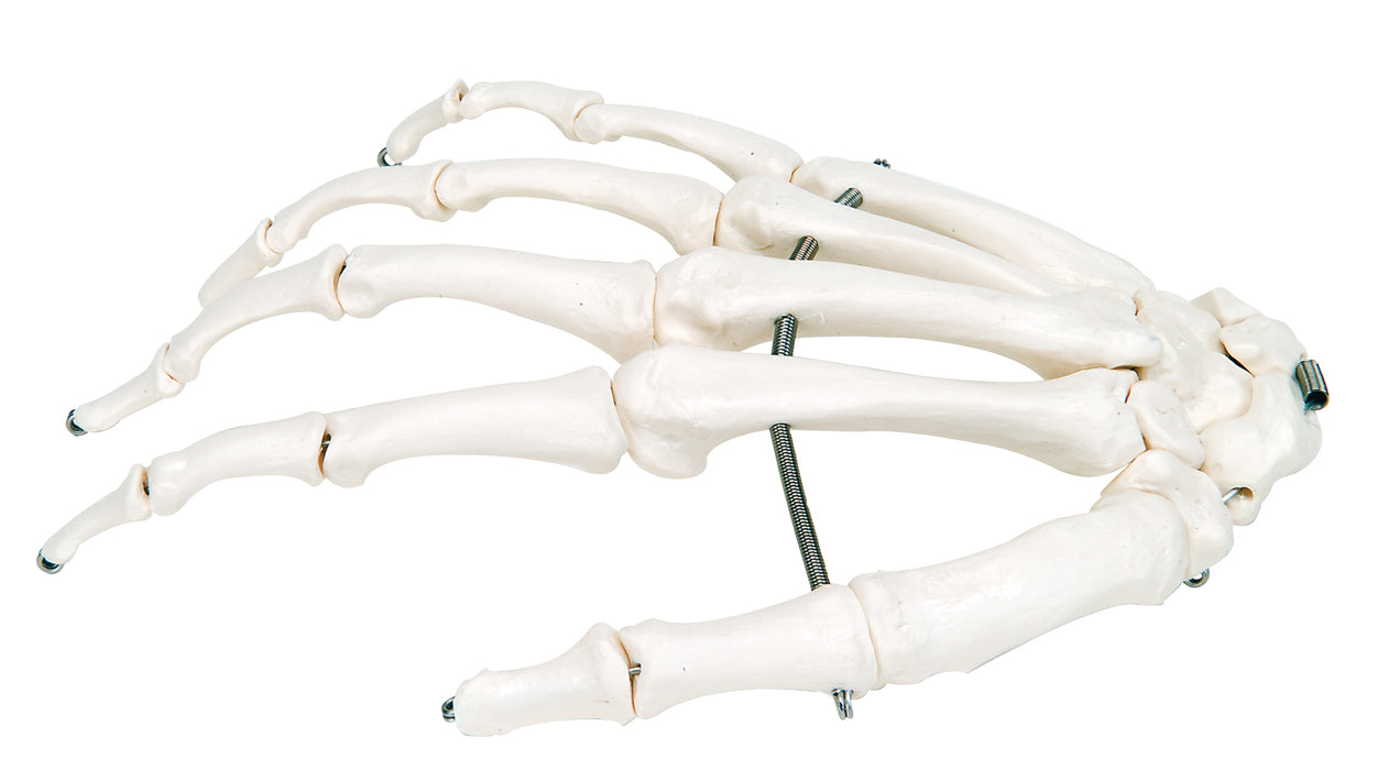 3B Scientific Anatomical Model - Loose Bone Models