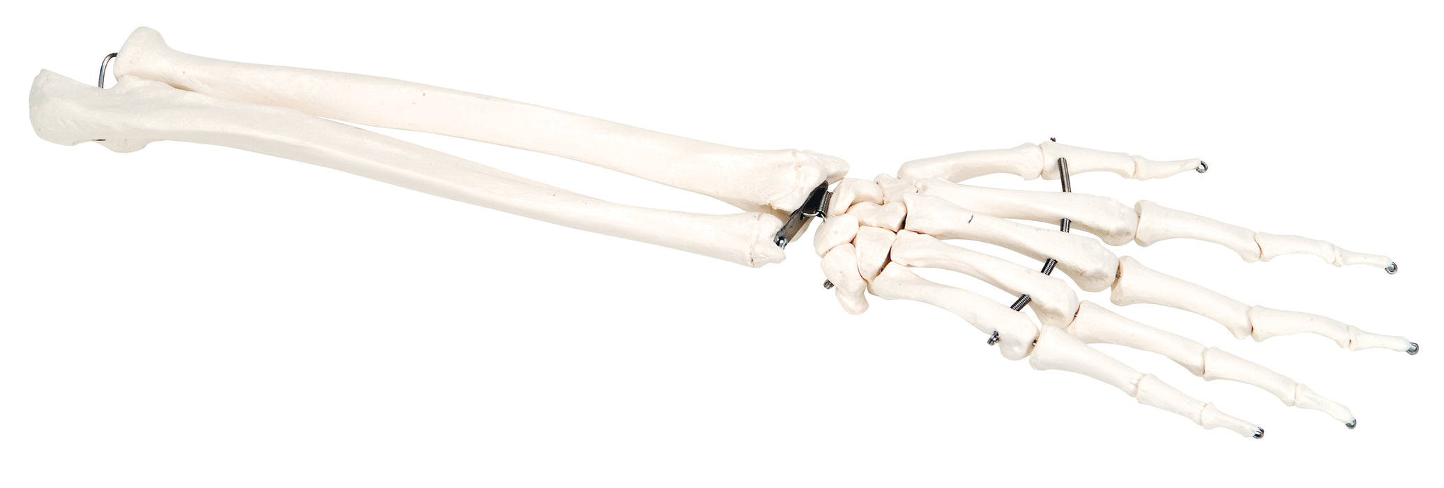 3B Scientific Anatomical Model - Loose Bone Models