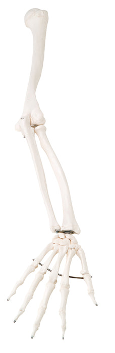 3B Scientific Anatomical Model - Loose Bone Models