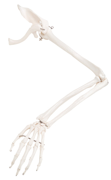 3B Scientific Anatomical Model - Loose Bone Models