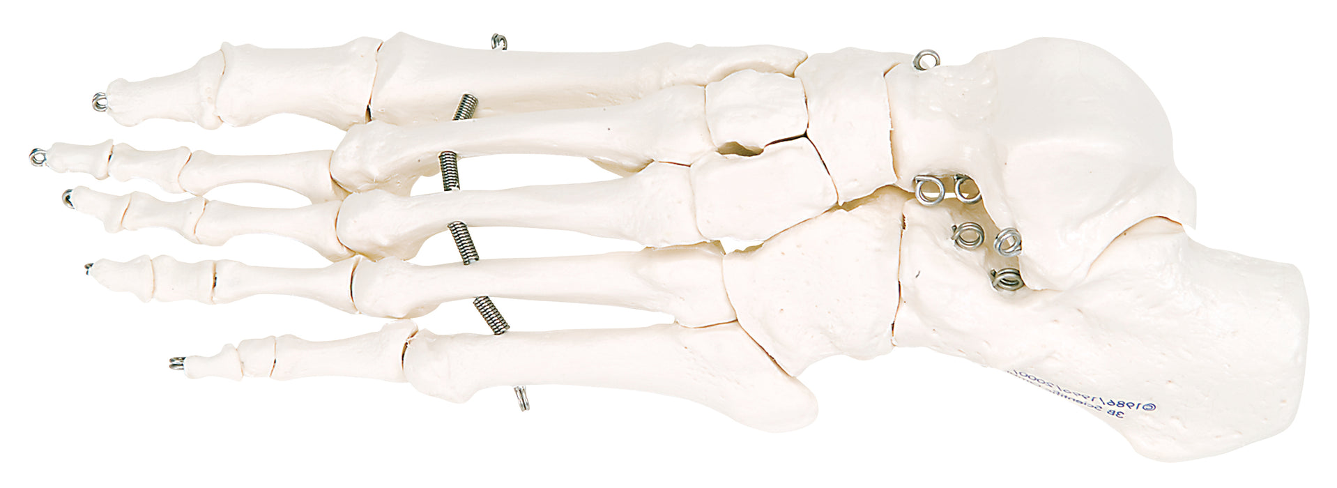 3B Scientific Anatomical Model - Loose Bone Models