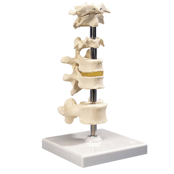 3B Scientific Anatomical Model - Vertebrae with removable stand