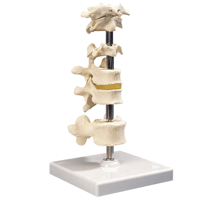 3B Scientific Anatomical Model - Vertebrae with removable stand