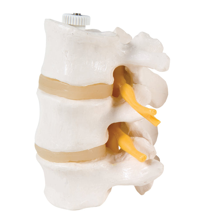 3B Scientific Anatomical Model - Lumbar Vertebrae, flexibly mounted