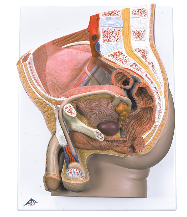 3B Scientific Anatomical Model - Pelvis Models (2-part)