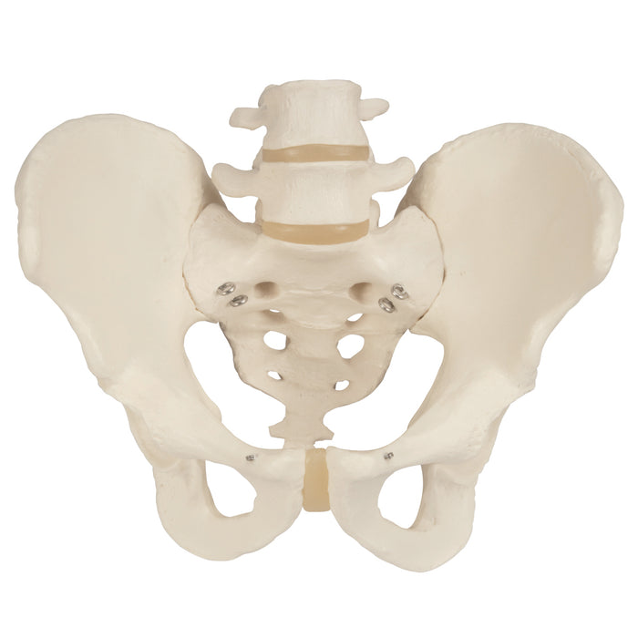 3B Scientific Anatomical Model - Male Pelvic Skeleton