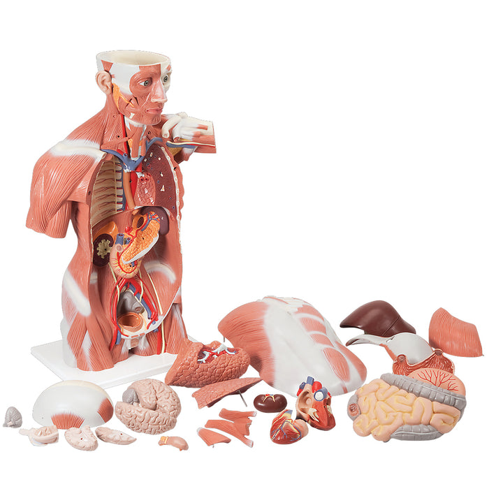 3B Scientific Anatomical Model - Life size Muscle Torso (27-part)