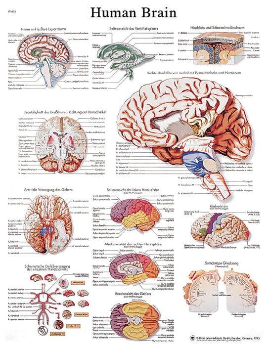 Anatomical Chart - Laminated