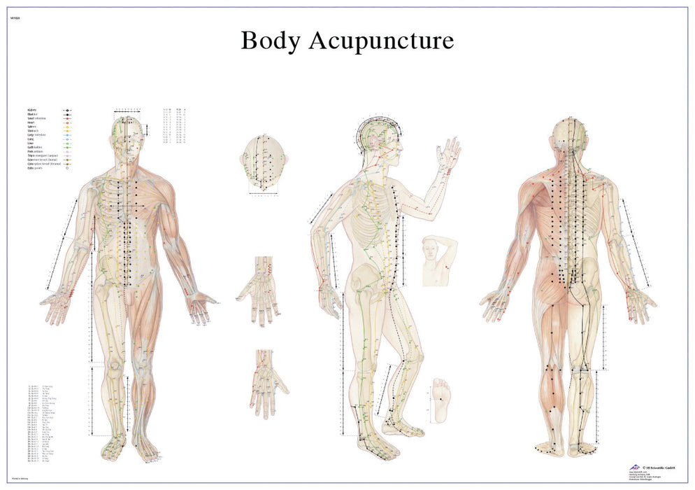 Anatomical Chart - Laminated