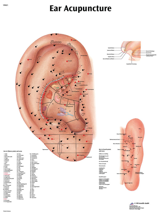 Anatomical Chart - Laminated