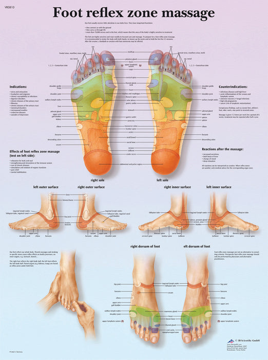 Anatomical Chart - Laminated