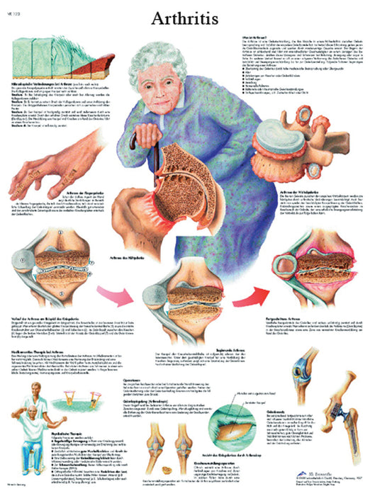 Anatomical Chart - Laminated