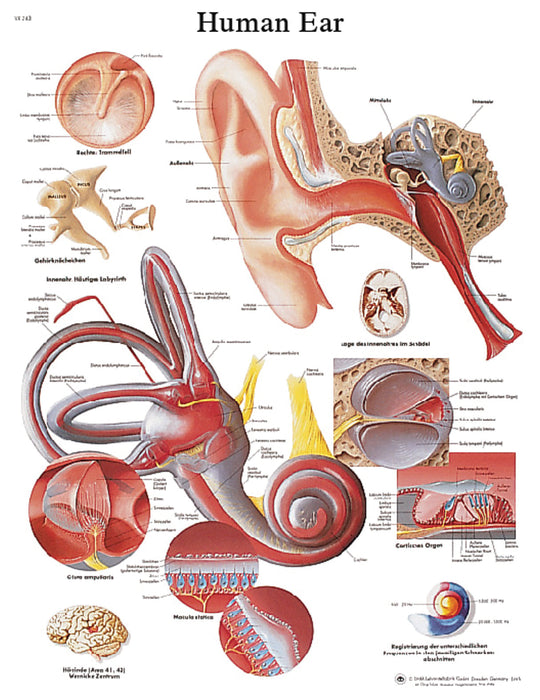 Anatomical Chart - Laminated