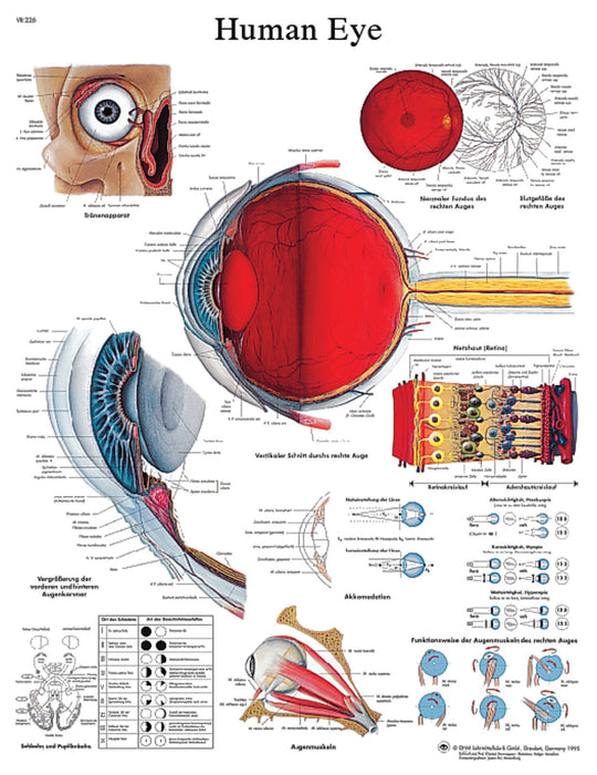 Anatomical Chart - Laminated