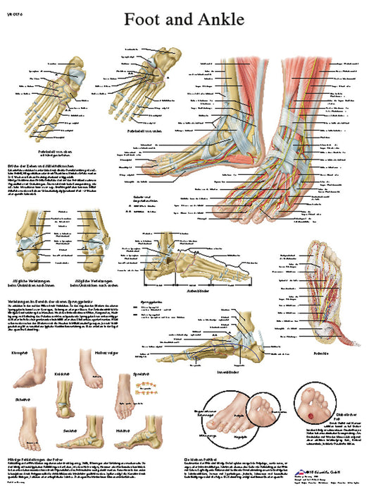 Anatomical Chart - Laminated