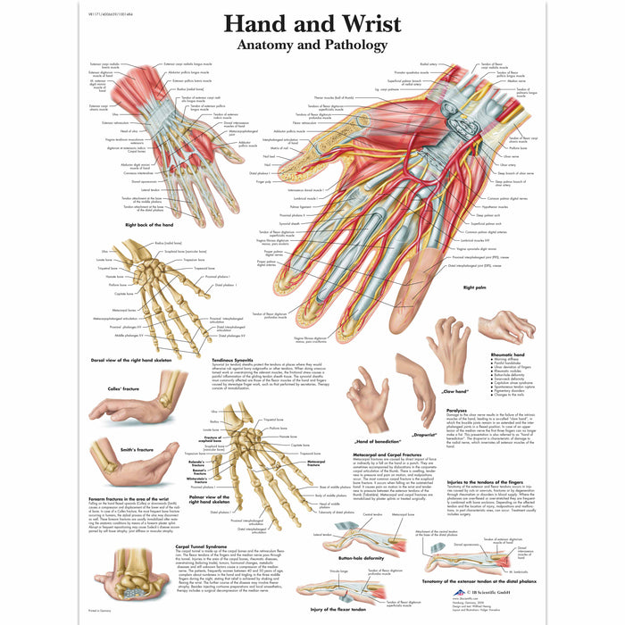 Anatomical Chart - Laminated