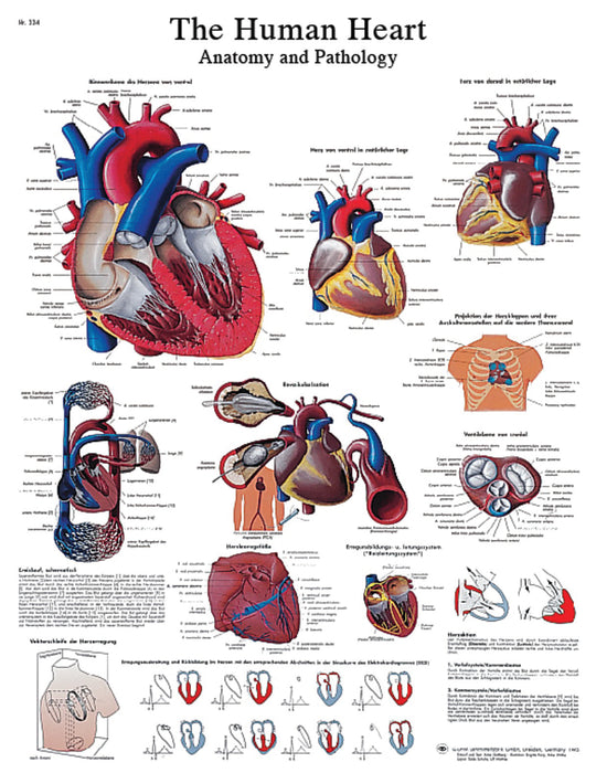 Anatomical Chart - Laminated