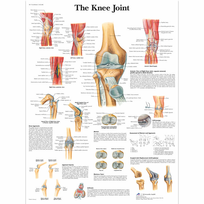 Anatomical Chart - Laminated