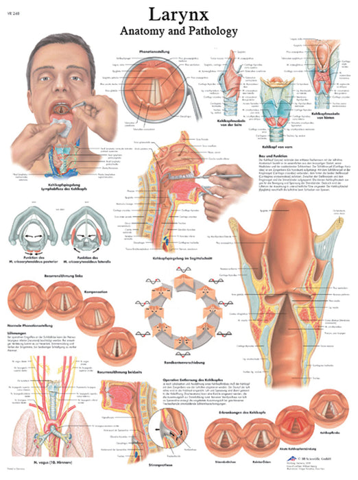 Anatomical Chart - Laminated