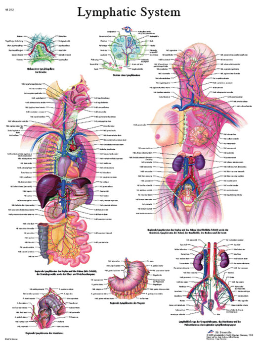 Anatomical Chart - Laminated