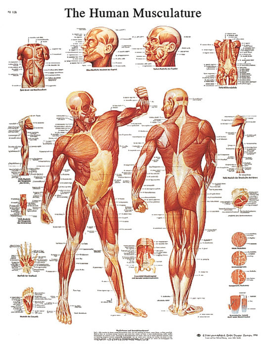 Anatomical Chart - Laminated